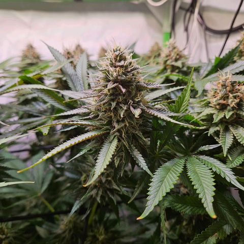 Lemon Shining Silver Haze #1 growlog timeline photo
