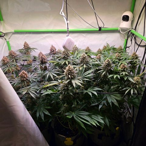 Lemon Shining Silver Haze #1 growlog timeline photo