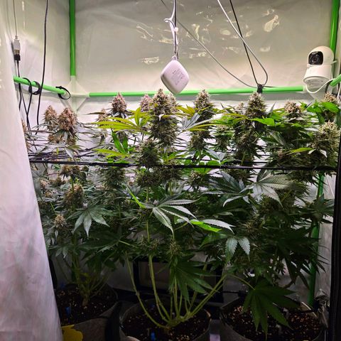 Lemon Shining Silver Haze #1 growlog timeline photo