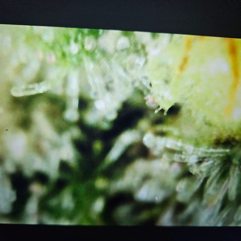 Lemon Shining Silver Haze #1 growlog timeline photo