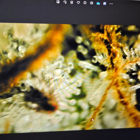 Lemon Shining Silver Haze #1 growlog timeline photo