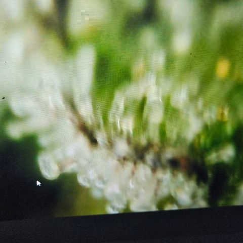Lemon Shining Silver Haze #1 growlog timeline photo