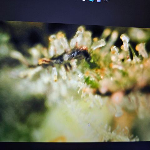 Lemon Shining Silver Haze #1 growlog timeline photo