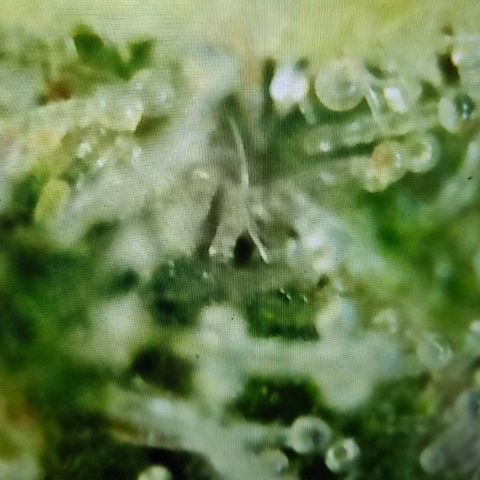 Lemon Shining Silver Haze #1 growlog timeline photo