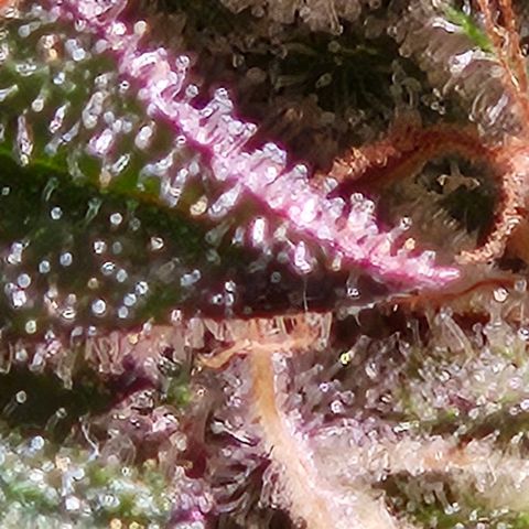 Lemon Shining Silver Haze #1 growlog timeline photo