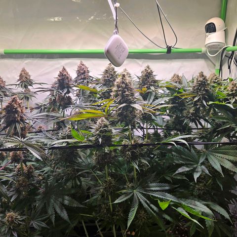 Lemon Shining Silver Haze #1 growlog timeline photo
