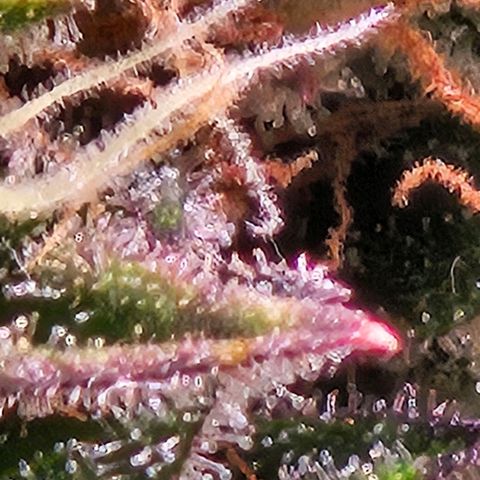 Lemon Shining Silver Haze #1 growlog timeline photo