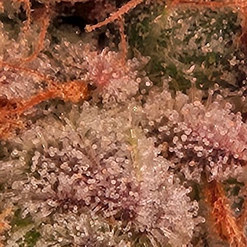 Lemon Shining Silver Haze #1 growlog timeline photo