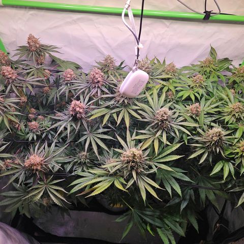 Lemon Shining Silver Haze #1 growlog timeline photo