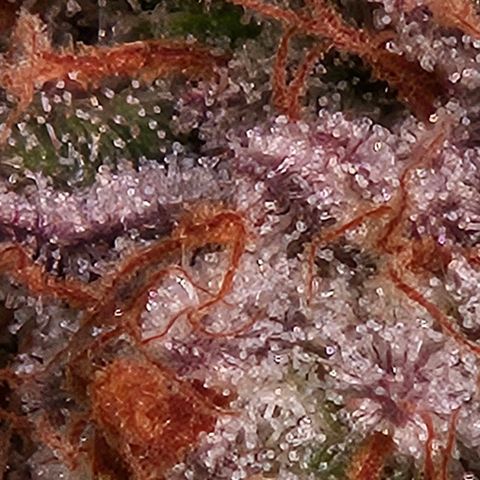 Lemon Shining Silver Haze #1 growlog timeline photo