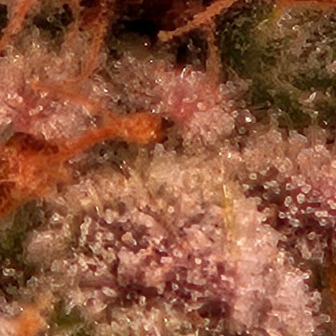 Lemon Shining Silver Haze #1 growlog timeline photo