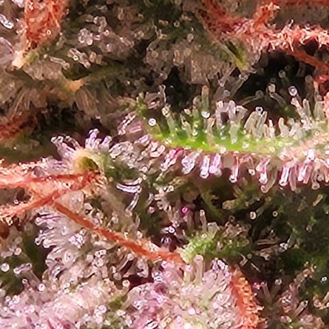 Lemon Shining Silver Haze #1 growlog timeline photo