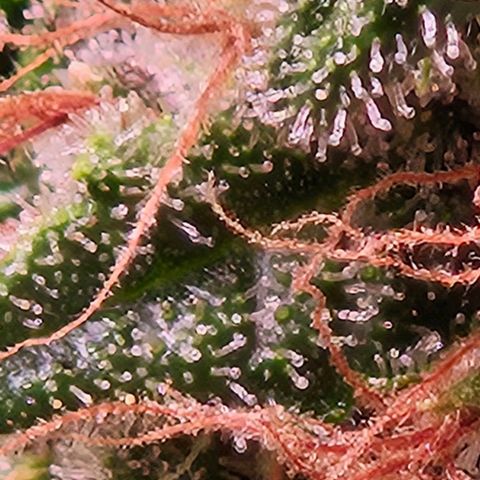 Lemon Shining Silver Haze #1 growlog timeline photo