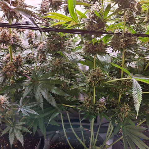 Lemon Shining Silver Haze #1 growlog timeline photo