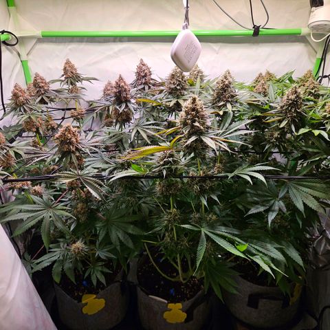 Lemon Shining Silver Haze #1 growlog timeline photo