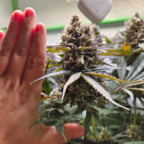 Lemon Shining Silver Haze #1 growlog timeline photo
