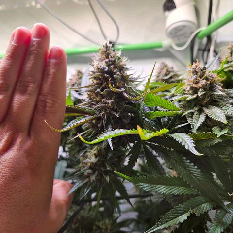 Lemon Shining Silver Haze #1 growlog timeline photo