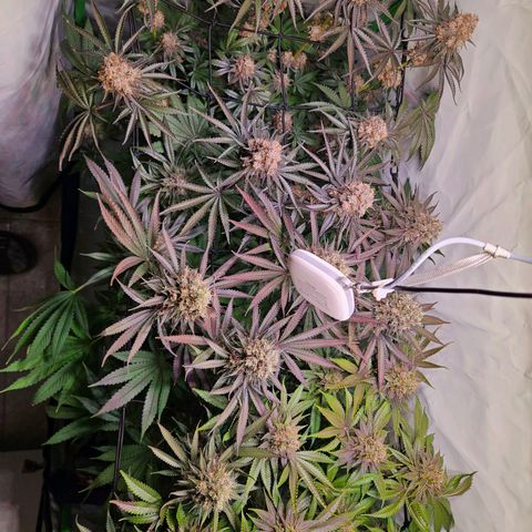 Lemon Shining Silver Haze #1 growlog timeline photo