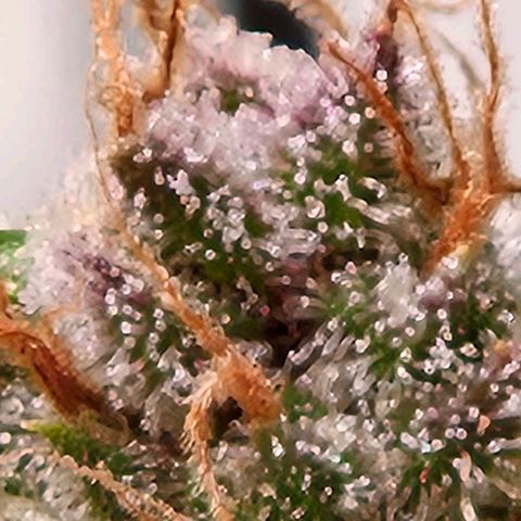 Lemon Shining Silver Haze #1 growlog timeline photo