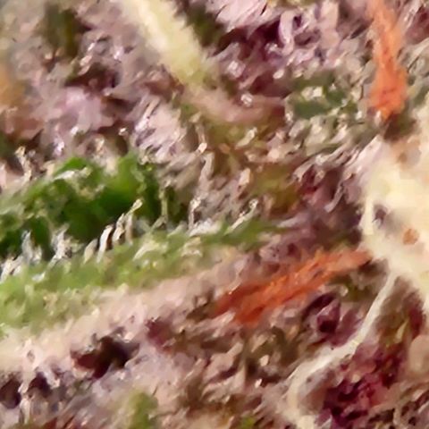 Lemon Shining Silver Haze #1 growlog timeline photo