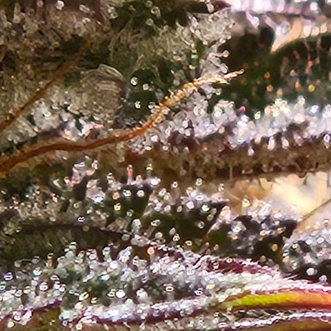 Lemon Shining Silver Haze #1 growlog timeline photo