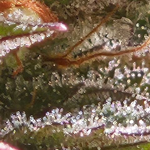 Lemon Shining Silver Haze #1 growlog timeline photo