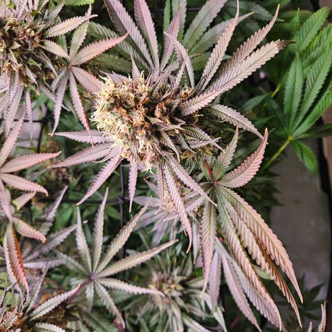 Lemon Shining Silver Haze #1 growlog timeline photo