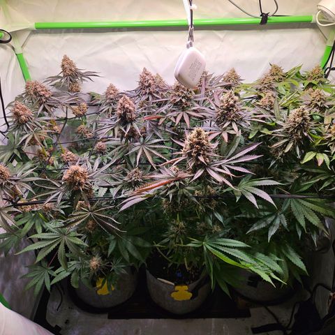 Lemon Shining Silver Haze #1 growlog timeline photo