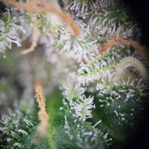 Lemon Shining Silver Haze #1 growlog timeline photo