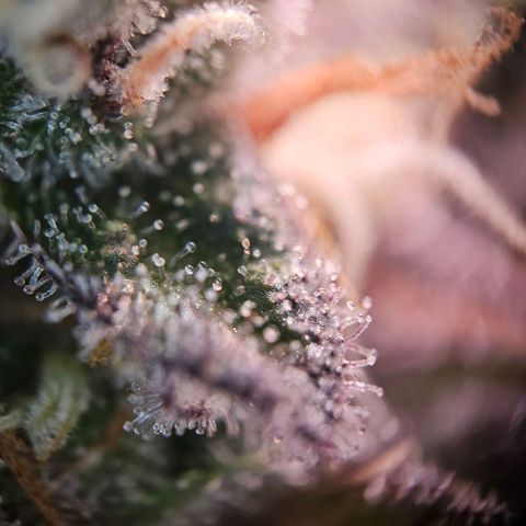 Lemon Shining Silver Haze #1 growlog timeline photo