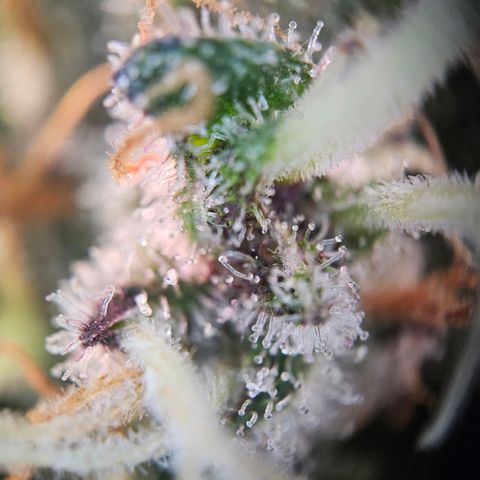 Lemon Shining Silver Haze #1 growlog timeline photo