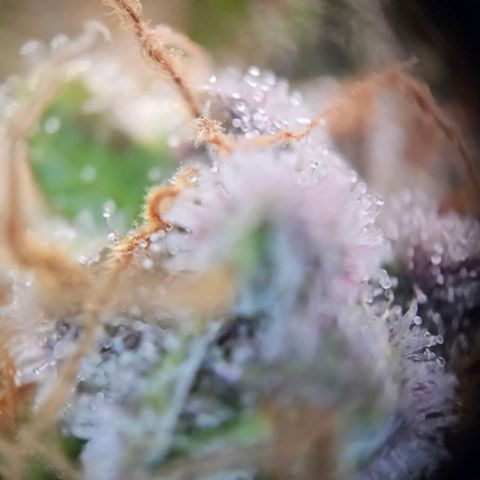 Lemon Shining Silver Haze #1 growlog timeline photo