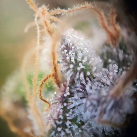 Lemon Shining Silver Haze #1 growlog timeline photo