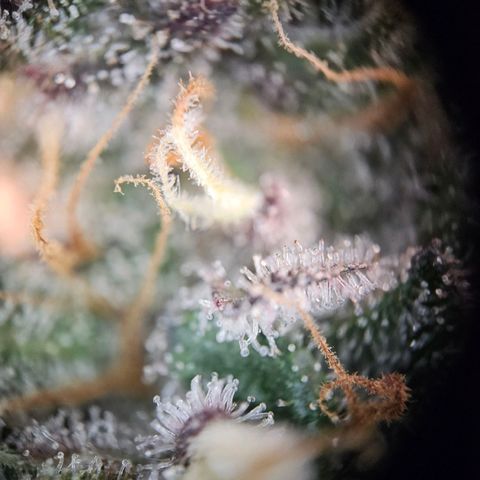 Lemon Shining Silver Haze #1 growlog timeline photo