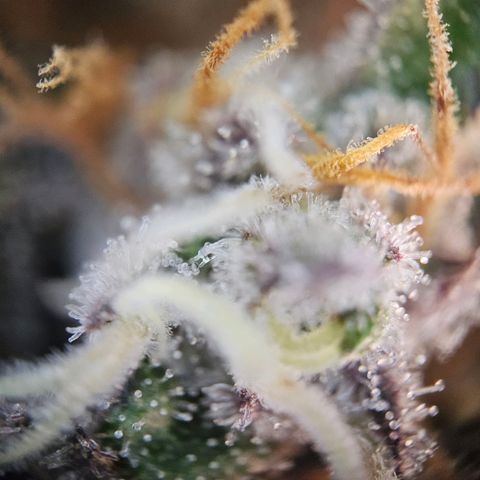 Lemon Shining Silver Haze #1 growlog timeline photo