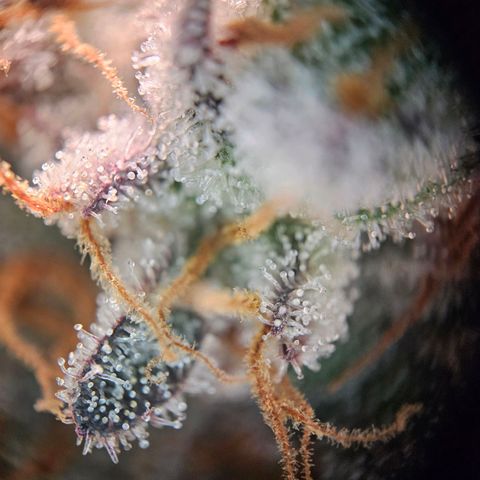 Lemon Shining Silver Haze #1 growlog timeline photo