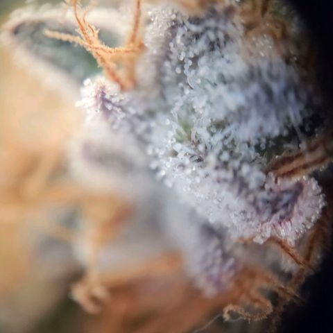 Lemon Shining Silver Haze #1 growlog timeline photo