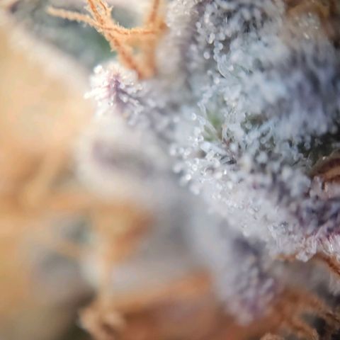 Lemon Shining Silver Haze #1 growlog timeline photo