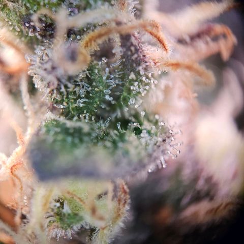 Fruit Spirit #1 growlog timeline photo