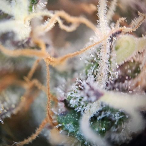 Fruit Spirit #1 growlog timeline photo
