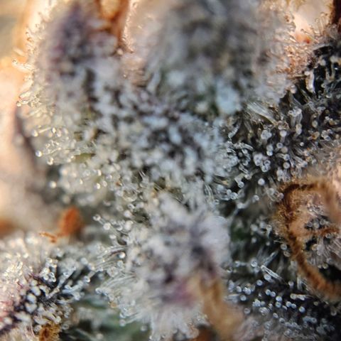 Lemon Shining Silver Haze #1 growlog timeline photo