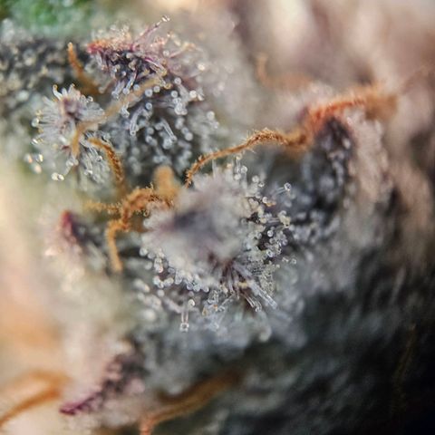 Lemon Shining Silver Haze #1 growlog timeline photo