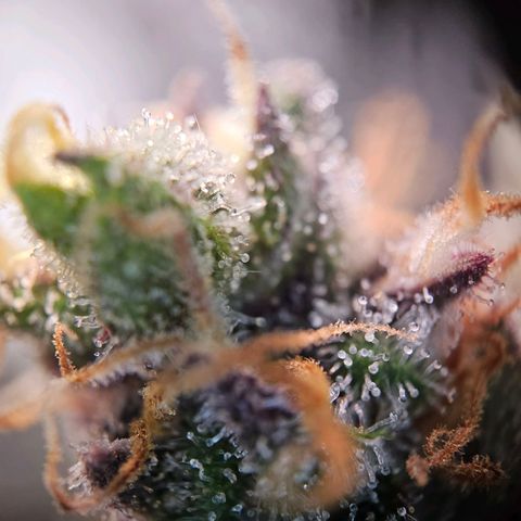 Fruit Spirit #1 growlog timeline photo