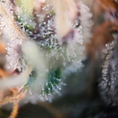 Fruit Spirit #1 growlog timeline photo