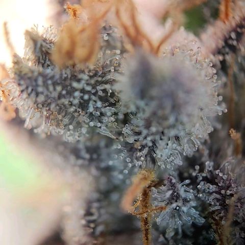 Lemon Shining Silver Haze #1 growlog timeline photo