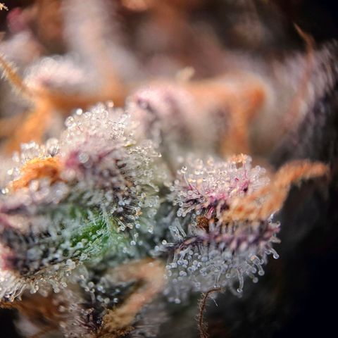 Lemon Shining Silver Haze #1 growlog timeline photo