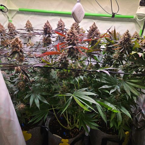 Lemon Shining Silver Haze #1 growlog timeline photo