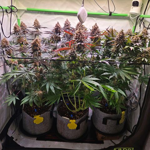 Lemon Shining Silver Haze #1 growlog timeline photo