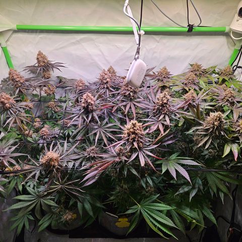Lemon Shining Silver Haze #1 growlog timeline photo