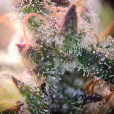 Fruit Spirit #1 growlog timeline photo